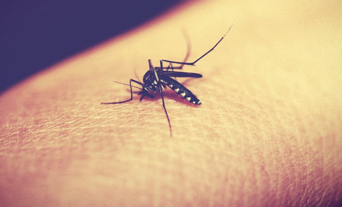 Zika: What You Need to Know